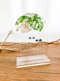 Display Ohrstecker – Monstera